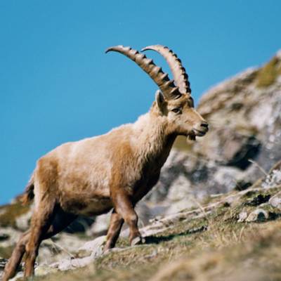 ibex wildlife Alps.jpg